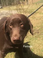 Pearl, a female Labrador Retriever for sale in Hollywood, AL – Photo 1 of 7