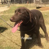 Pearl, a female Labrador Retriever for sale in Hollywood, AL – Photo 6 of 7