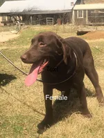 Pearl, a female Labrador Retriever for sale in Hollywood, AL – Photo 6 of 7