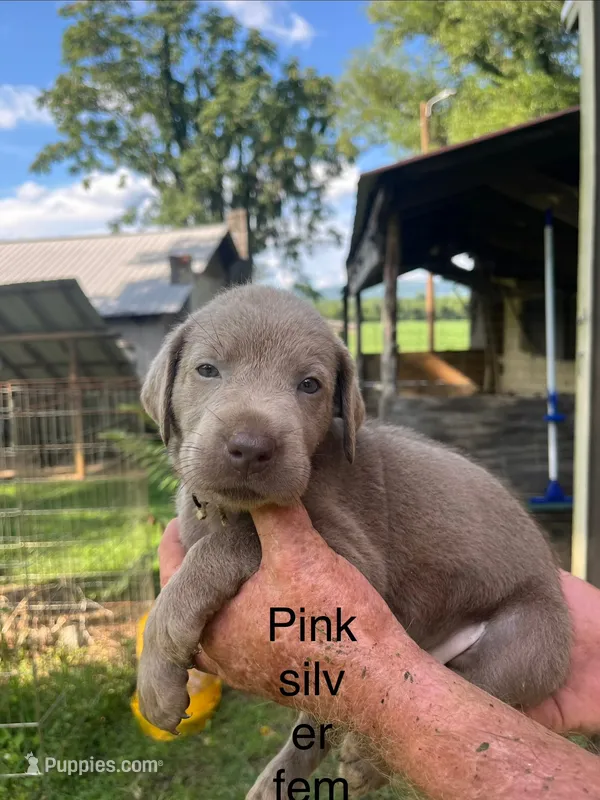 Pink silver female – Labrador Retriever puppy for sale in Hollywood, AL