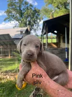 Pink silver female, a female Labrador Retriever for sale in Hollywood, AL – 1 of 1