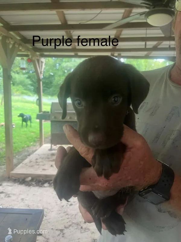 Purple female  – Labrador Retriever puppy for sale in Hollywood, AL