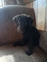 Purple female , a female Labrador Retriever for sale in Hollywood, AL – 4 of 4