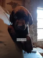 Black male, a male Labrador Retriever for sale in Hollywood, AL – Photo 3 of 3