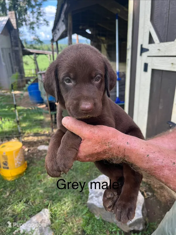 Gray male – Labrador Retriever puppy for sale in Hollywood, AL