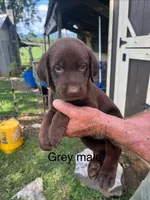 Gray male, a female Labrador Retriever for sale in Hollywood, AL – 1 of 1