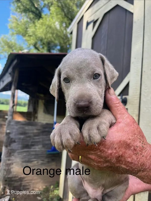 Orange male – Labrador Retriever puppy for sale in Hollywood, AL