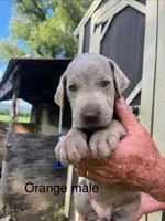 Orange male, a male Labrador Retriever for sale in Hollywood, AL – 1 of 1