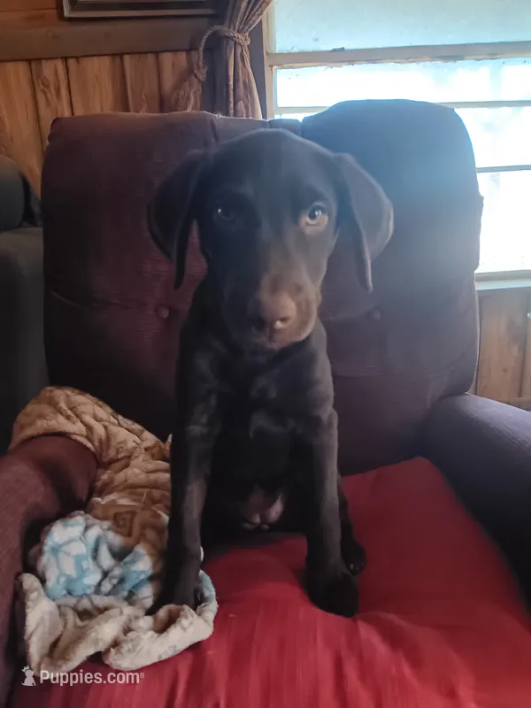 Purple female  – Labrador Retriever puppy for sale in Hollywood, AL