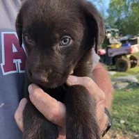 Purple female, a female Labrador Retriever for sale in Hollywood, AL – Photo 5 of 6
