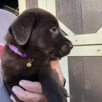 Purple female, a female Labrador Retriever for sale in Hollywood, AL – Photo 2 of 6