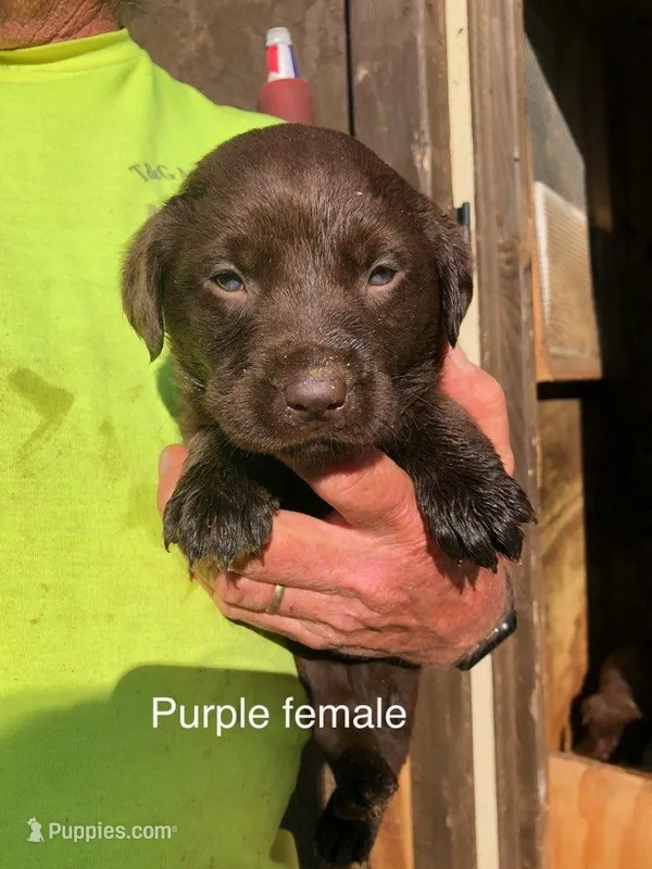 Purple female