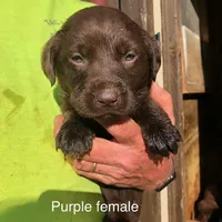 Purple female, a female Labrador Retriever for sale in Hollywood, AL – Photo 1 of 6