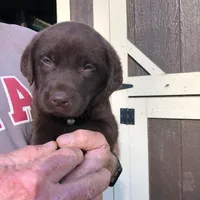 Purple female, a female Labrador Retriever for sale in Hollywood, AL – Photo 3 of 6