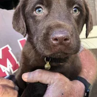 Purple female, a female Labrador Retriever for sale in Hollywood, AL – Photo 6 of 6
