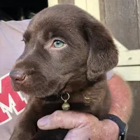 Purple female, a female Labrador Retriever for sale in Hollywood, AL – Photo 4 of 6