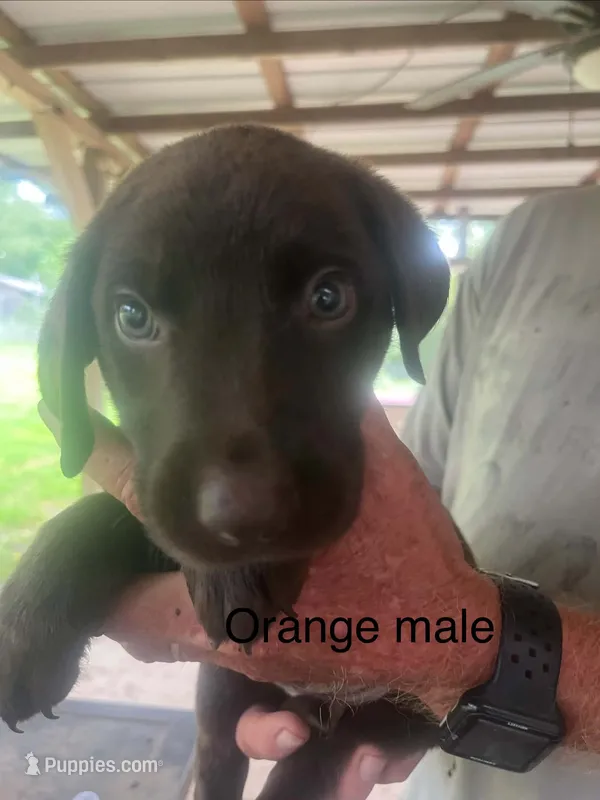 Orange male – Labrador Retriever puppy for sale in Hollywood, AL