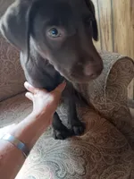 Purple female , a female Labrador Retriever for sale in Hollywood, AL – 2 of 4