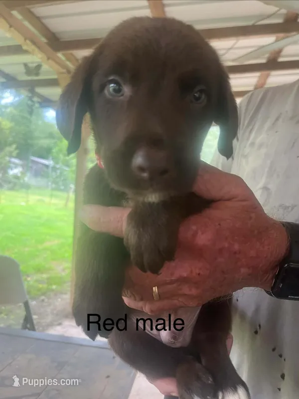 Red male  – Labrador Retriever puppy for sale in Hollywood, AL