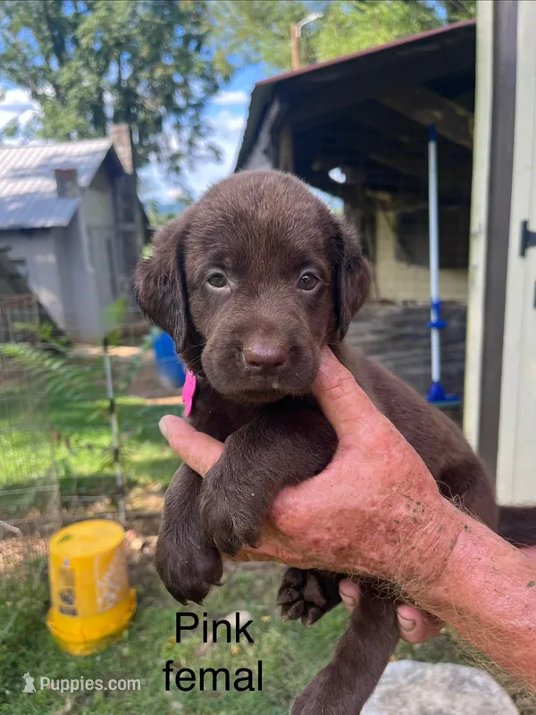 Pink chocolate female – Labrador Retriever puppy for sale in Hollywood, AL