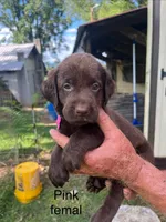 Pink chocolate female, a female Labrador Retriever for sale in Hollywood, AL – 1 of 1