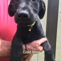 Gold collar, a male Labrador Retriever for sale in Hollywood, AL – Photo 2 of 4