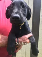 Gold collar, a male Labrador Retriever for sale in Hollywood, AL – Photo 2 of 4