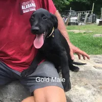 Gold collar, a male Labrador Retriever for sale in Hollywood, AL – Photo 3 of 4
