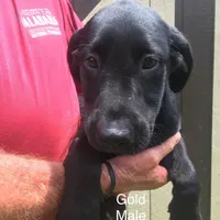 Gold collar, a male Labrador Retriever for sale in Hollywood, AL – Photo 4 of 4