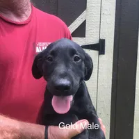 Gold collar, a male Labrador Retriever for sale in Hollywood, AL – Photo 1 of 4