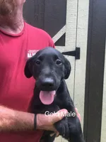 Gold collar, a male Labrador Retriever for sale in Hollywood, AL – Photo 1 of 4