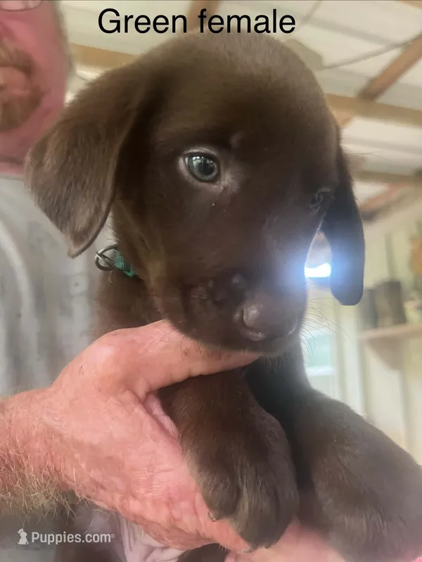 Green female  – Labrador Retriever puppy for sale in Hollywood, AL