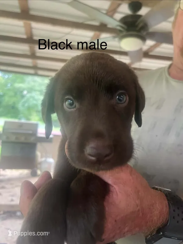 Black male – Labrador Retriever puppy for sale in Hollywood, AL