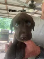 Black male, a male Labrador Retriever for sale in Hollywood, AL – 1 of 1