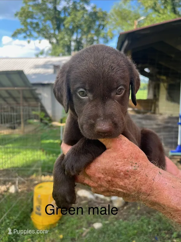 Green male – Labrador Retriever puppy for sale in Hollywood, AL