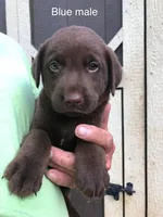 Blue male, a male Labrador Retriever for sale in Hollywood, AL – Photo 2 of 2