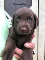Blue male, a male Labrador Retriever for sale in Hollywood, AL – Photo 1 of 2
