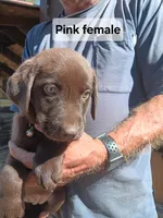 Pink female , a female Labrador Retriever for sale in Hollywood, AL – 2 of 2