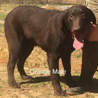 Oscar, a male Labrador Retriever for sale in Hollywood, AL – Photo 3 of 5