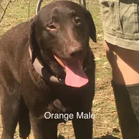 Oscar, a male Labrador Retriever for sale in Hollywood, AL – Photo 1 of 5