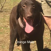 Oscar, a male Labrador Retriever for sale in Hollywood, AL – Photo 5 of 5