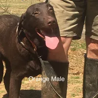 Oscar, a male Labrador Retriever for sale in Hollywood, AL – Photo 2 of 5