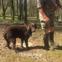 Oscar, a male Labrador Retriever for sale in Hollywood, AL – Photo 4 of 5
