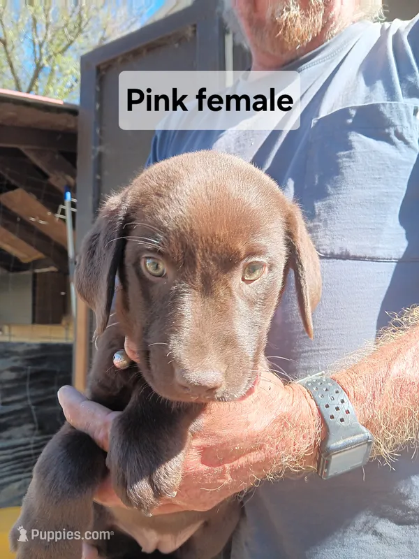 Pink female  – Labrador Retriever puppy for sale in Hollywood, AL