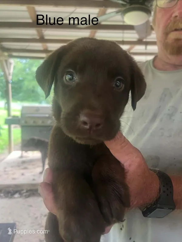 Blue male – Labrador Retriever puppy for sale in Hollywood, AL