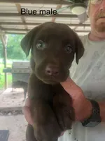 Blue male, a male Labrador Retriever for sale in Hollywood, AL – 1 of 1