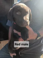 Red male, a male Labrador Retriever for sale in Hollywood, AL – 1 of 1