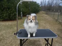 Ralfie, a male Pomeranian for sale in Carsonville, MI – Photo 2 of 3