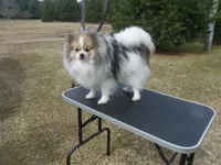 Ralfie, a male Pomeranian for sale in Carsonville, MI – Photo 3 of 3