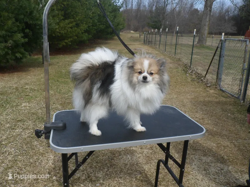 Ralfie – Pomeranian puppy for sale in Carsonville, MI